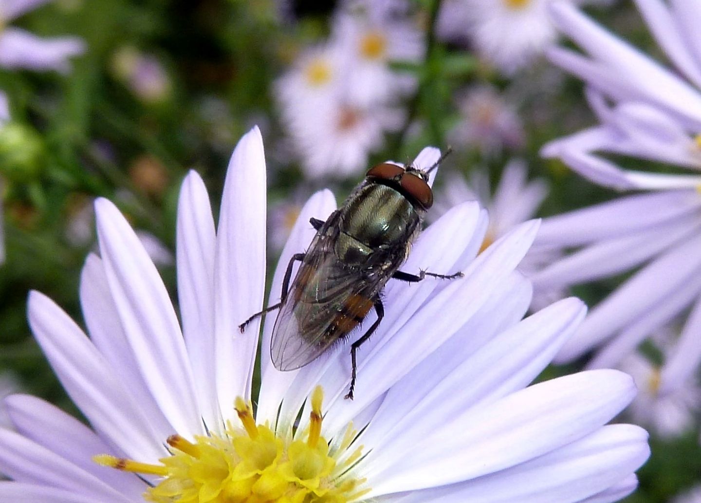 Maschio di Stomorhina lunata